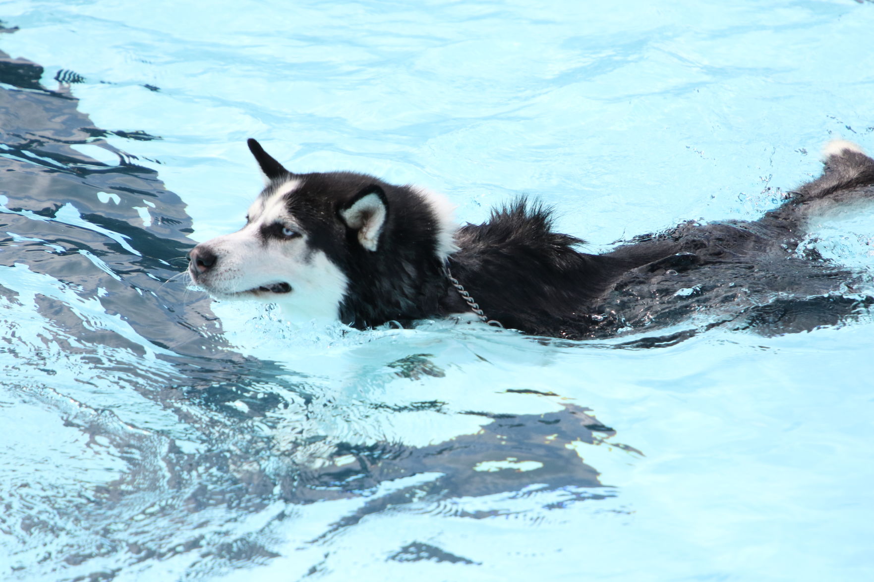 Dogs at the pool (11).JPG
